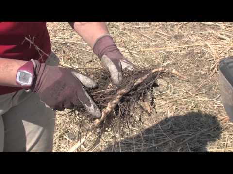 Miscanthus: Propagating Rhizomes