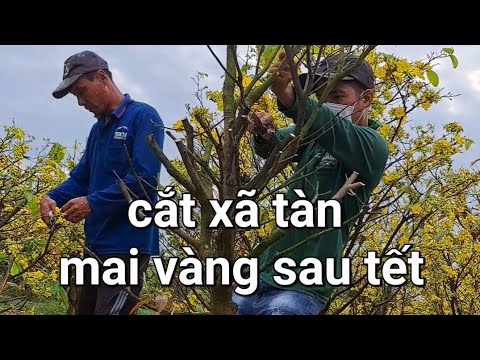 @cắt xã tàn mai vàng sau tết .lấy lại phôi dáng thông.
