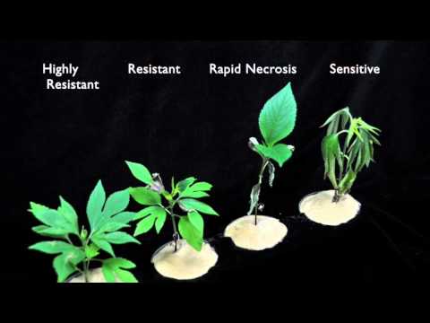 (4X time) Glyphosate (SOA 9) Sensitive vs Resistant Giant Ragweed #3