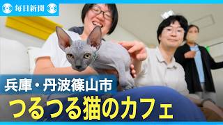 つるつるネコ「スフィンクス」の猫カフェ