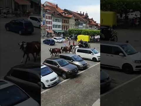 Reitstall Bühl YouTube-Vdeominiatur 17