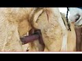 Donkey Sambhog