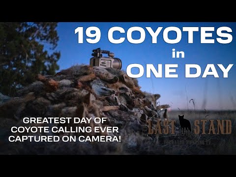 19 Coyotes In ONE DAY - Best Day Of Calling Coyotes EVER Caught On Camera! The Last Stand S7:E10