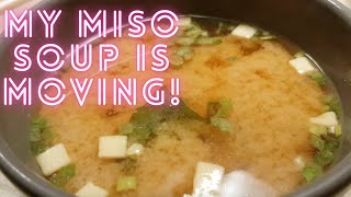 My miso soup is moving! That looks so weird