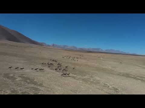 Fotografando um grande rebanho de burros selvagens tibetanos no Parque Nacional Qilianshan