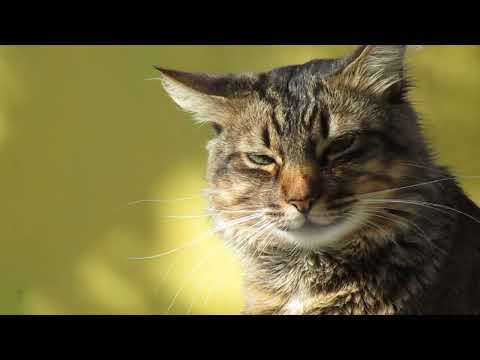 #catlovers #catlover #catvideos #catshorts