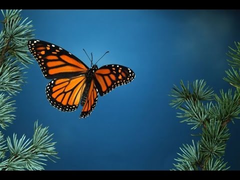 Il volo di una farfalla - Andrea Carri