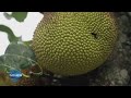 Big Prickly And Fleshy Harro Helps With The Jackfruit Harvest