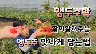 딸과 앵두따서 앵두주 담기 앵두효능이 많네요 앵두나무