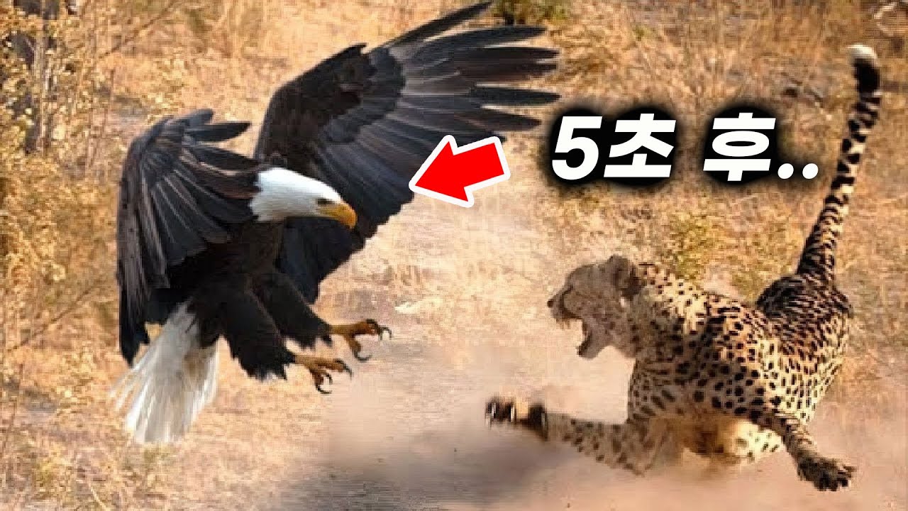 독수리의 심기를 건드린 동물들의 끔찍한 최후