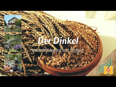 Der Dinkel bei Hildegard von Bingen