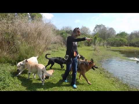 E-Collar PAGER Dog Training