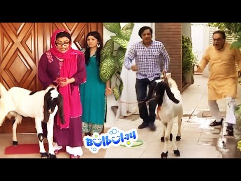 Bulbulay House Mein Qurbani Hogi Ya Nahi - Momo #bulbulay