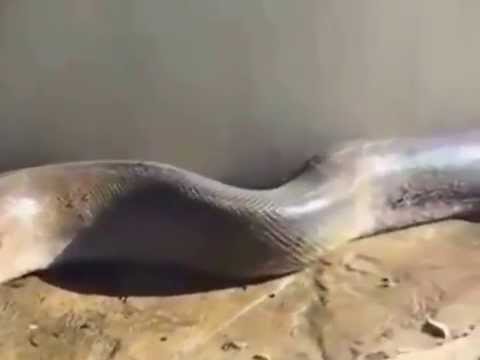 I hate snakes... I'm glad this one is dead