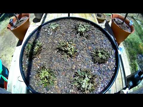 Rose of Jericho Timelapse 04/27/25