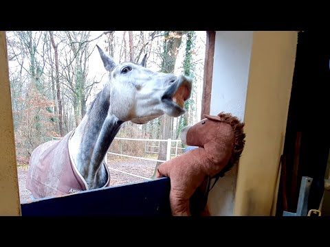 Pferde Freundin u. schrecklicher Hufschmied Termin  | Falco & Bourbon Teil 11