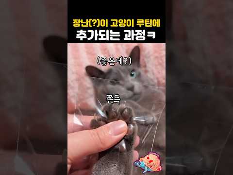 집사 장난이 고양이 루틴에 추가되는 과정ㅋ