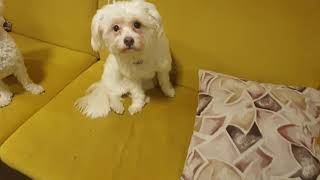 İstanbul Köpek Eğitimi Okulu | Öğrencilerimiz 🙂 | Köpek Oteli Ve Köpek