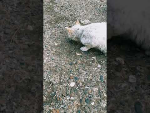 Папа поймал коту Голуба глазу мышку, кушай котик!