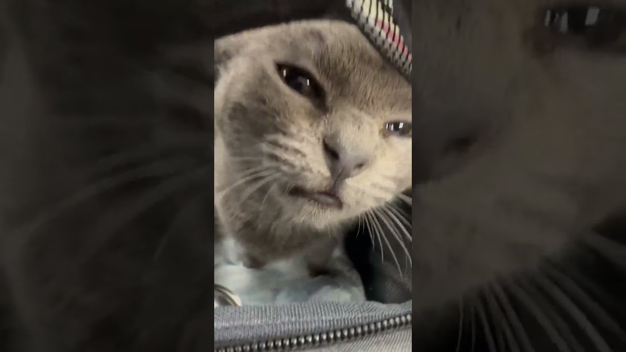 Enlarge Cinder, a Adoptable mixed breed in Detroit, MI video 5/6