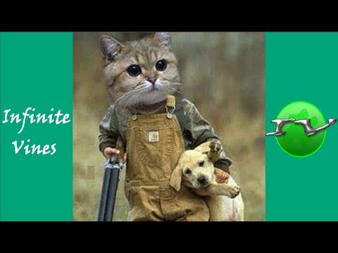TRY NOT TO LAUGH (HARDEST VERSION) - Funniest CAT & DOG Vines