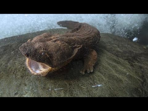 Local angler finds rare salamander in the Kiski River