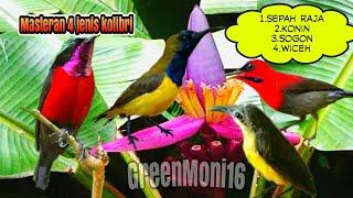 Download lagu suara pikat & masteran 4 jenis pemakan madu/nextar #Greenmoni16 mp3