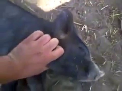 download lagu mp3 mp4 Porco Rodolfo, download lagu Porco Rodolfo gratis, unduh video klip Porco Rodolfo