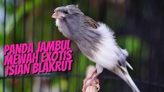 Download lagu SUARA KENARI JAMBUL GACOR ISIAN MEWAH - MASTERAN KENARI ISIAN BLACKTHROAT GACOR PALING JOS JIS mp3 Download lagu SUARA KENARI JAMBUL GACOR ISIAN MEWAH - MASTERAN KENARI ISIAN BLACKTHROAT GACOR PALING JOS JIS mp3
