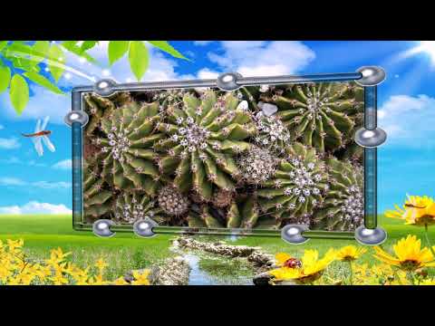 Dans les jardins de Monaco / Jean-Claude Borelly