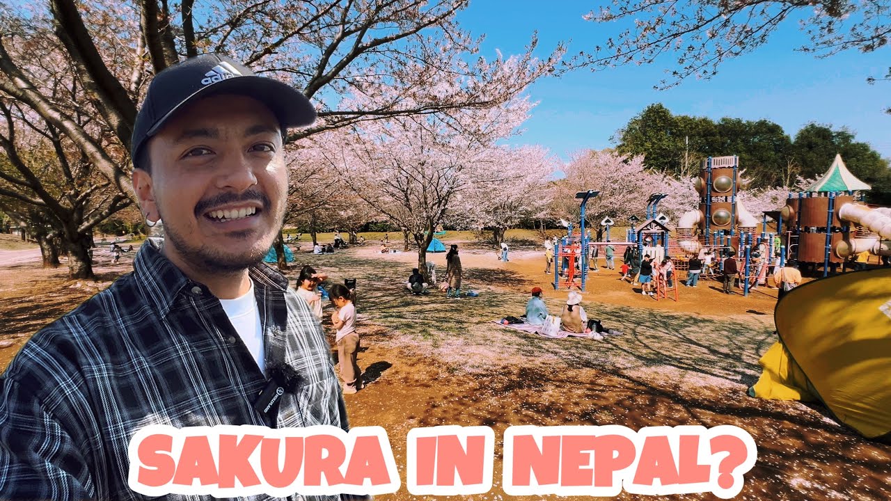 The Best & Worst Time To Be in Japan | Sakura Hanami Vlog