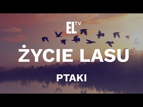 Życie lasu – ptaki [film przyrodniczy]