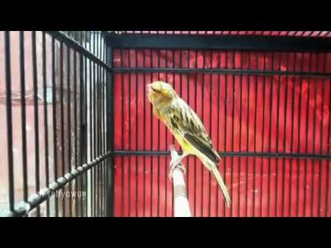 Your Canary will sing immediately - Canary 's Training Song 8 minutes