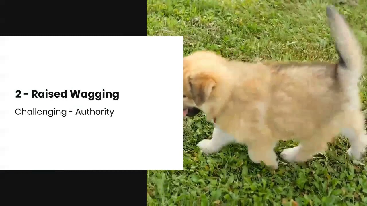 Interpret Dog Tail Language - VetSupply