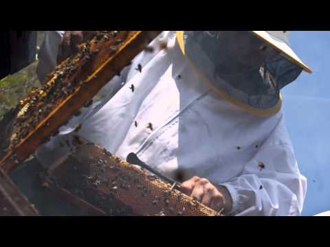 Els homes que parlaven amb les abelles 1 de 2