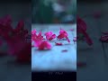 Onnamkilli Ponnankili Bgm