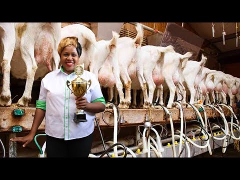 , title : 'FROM 1 LOCAL GOAT TO NOW 200 HYBRID DAIRY GOATS | AWARD WINNING FARMER!'