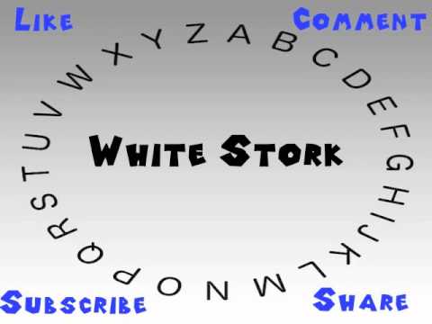 How to Say or Pronounce White stork