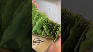 DIY Bay Leaf Wreath: Make a Bay Laurel Kitchen Wreath