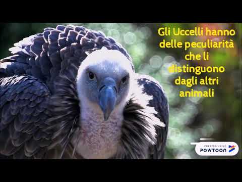 GLI UCCELLI - Maestra Katia LP