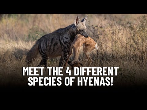 The Ultimate Hyena Guide: Meet the 4 Different Species of Hyenas!