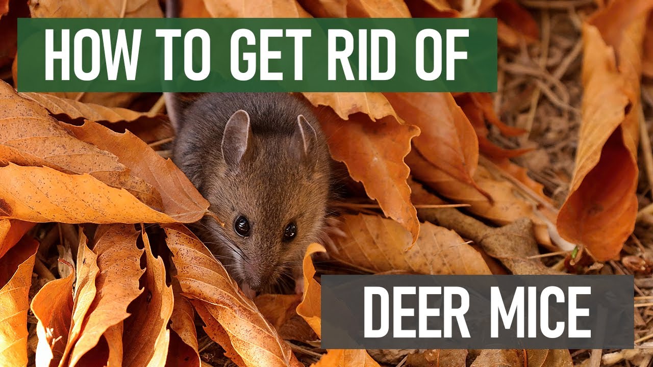 How To Get Rid of Deer Mice  DIY Deer Mouse Control Products