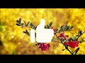 Most Like Songs Live Songs Mood Songs Mix Songs Remix Songs Hindi Songs Beautiful