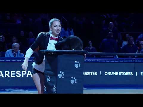 Savitsky Cats - NBA Halftime - NY Knicks