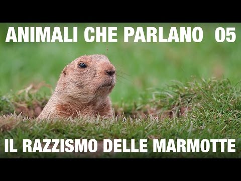 ANIMALI CHE PARLANO – Il razzismo delle marmotte
