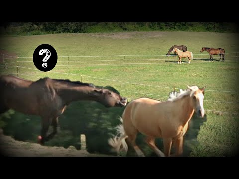 A Huge New Surprise For Our Horses. They Were Terrified ! Day 221 (08/10/20)