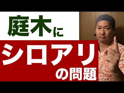 アリを苗木から遠ざけるにはどうすればよいですか？彼らが自然に撃退するための、彼らが最も嫌がる5つの製品をご紹介します。  庭園