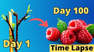 Download the video "Satisfying RASPBERRY Fruiting TIME LAPSE (Stem - Fruit in 100 DAYS)"