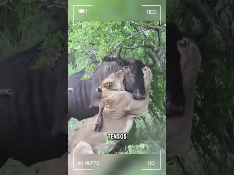 El ñu luchó con todas sus fuerzas #curiosidadesanimais #animales #animalesalvajes