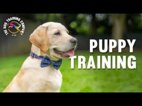 Labrador training